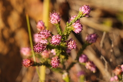 Erica labialis