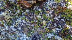 Bulbophyllum pygmaeum