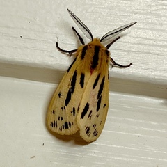 Ardices curvata