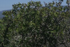 Ptaeroxylon obliquum