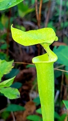 Sarracenia flava