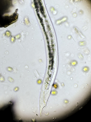 Nematoda