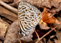 Leptotes