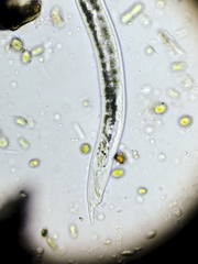 Nematoda