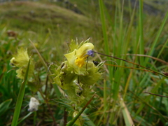 Rhinanthus glacialis