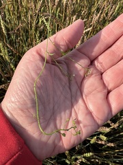 Capsella bursa-pastoris