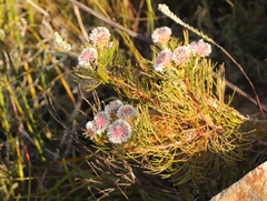 Serruria phylicoides