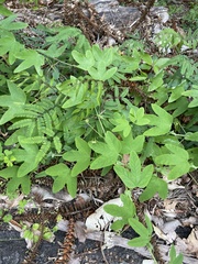 Passiflora subpeltata
