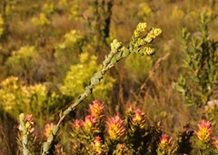 Thesium euphorbioides