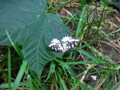 Abraxas grossulariata