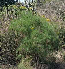 Senecio linifolius