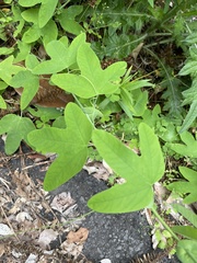 Passiflora subpeltata