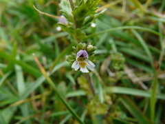 Euphrasia minima