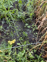 Capsella bursa-pastoris