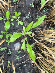 Cynoglossum officinale