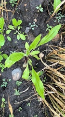 Cynoglossum officinale