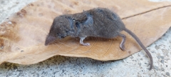 Crocidura suaveolens