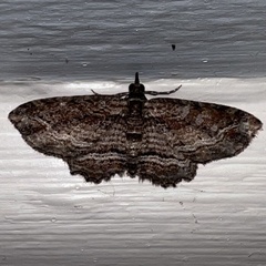 Chloroclystis filata