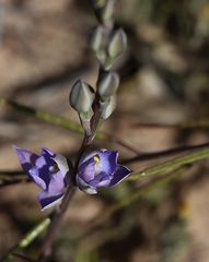 Thelymitra alcockiae