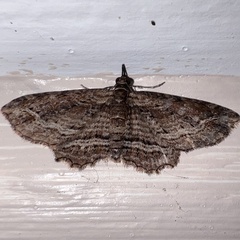 Chloroclystis filata