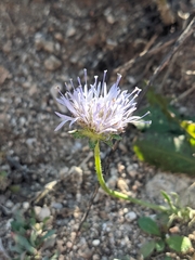 Jasione