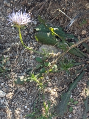 Jasione