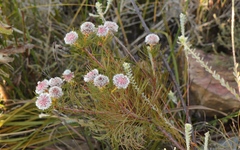 Serruria phylicoides