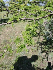 Vachellia gerrardii