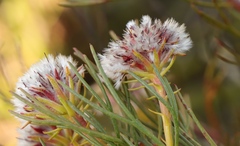 Serruria phylicoides