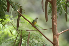 Dicaeum trigonostigma