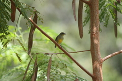 Dicaeum trigonostigma