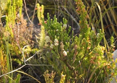 Erica sessiliflora