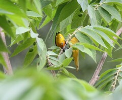 Dicaeum trigonostigma
