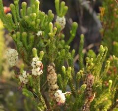 Erica sessiliflora