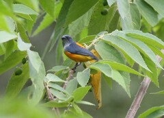 Dicaeum trigonostigma