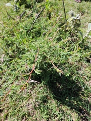 Vachellia drepanolobium