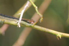 Dendrelaphis pictus