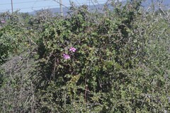 Pelargonium peltatum