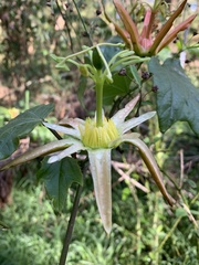 Passiflora herbertiana