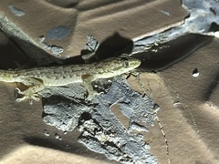 Hemidactylus