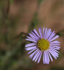 Brachyscome ciliaris