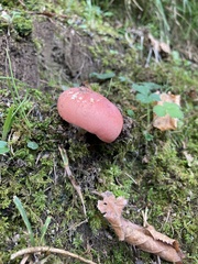Russula rosacea