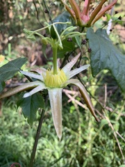 Passiflora herbertiana