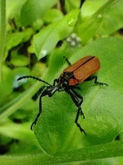 Rhinotia haemoptera