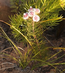 Serruria phylicoides