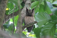 Otus lempiji