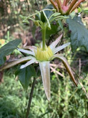 Passiflora herbertiana