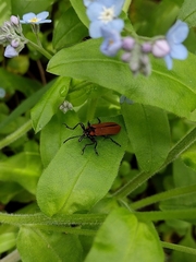 Rhinotia haemoptera