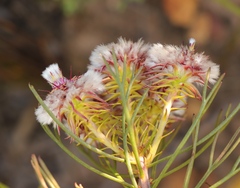 Serruria phylicoides