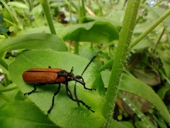 Rhinotia haemoptera
